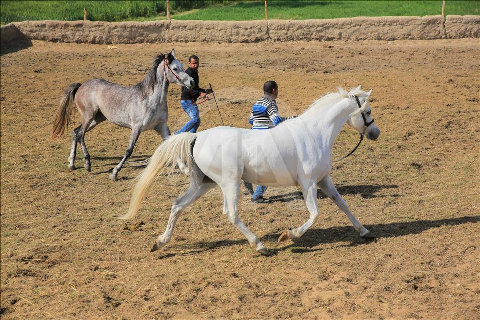 Así se entrenan los caballos pura raza árabes en Egipto