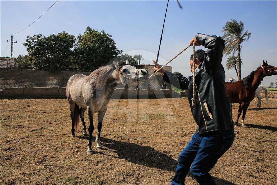 Así se entrenan los caballos pura raza árabes en Egipto