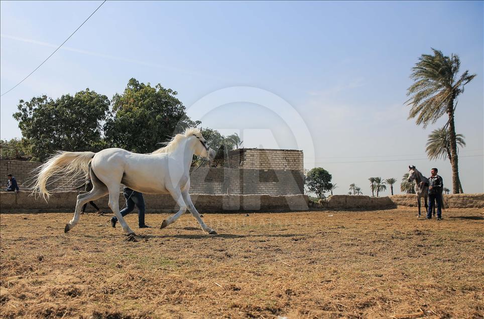Así se entrenan los caballos pura raza árabes en Egipto