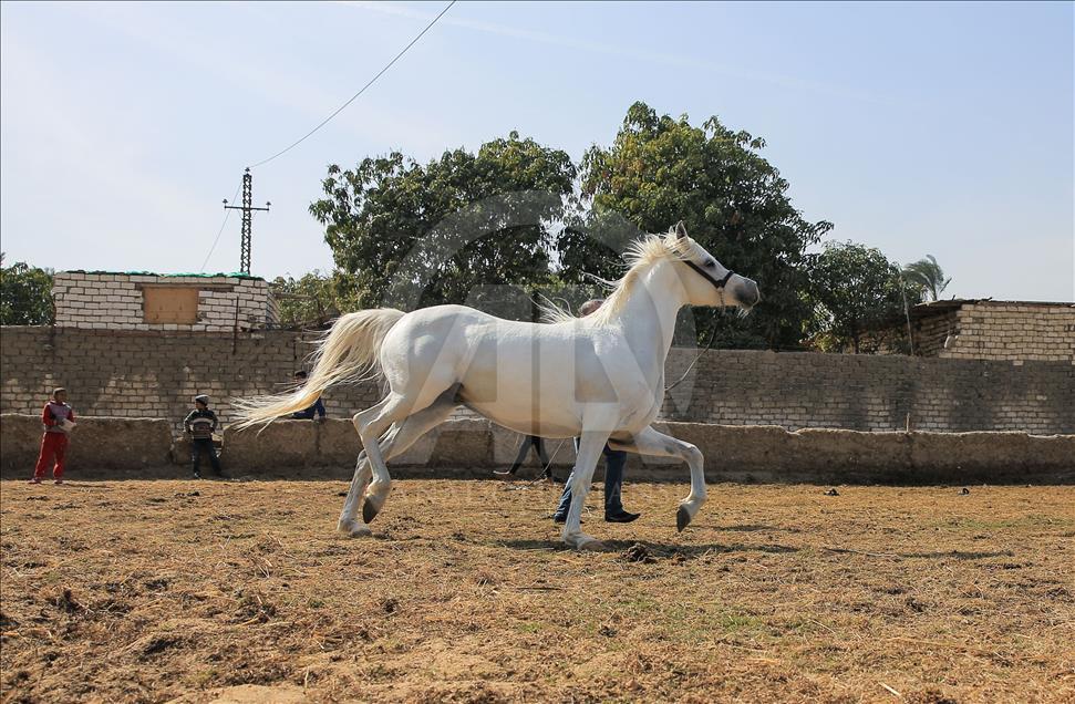 Así se entrenan los caballos pura raza árabes en Egipto