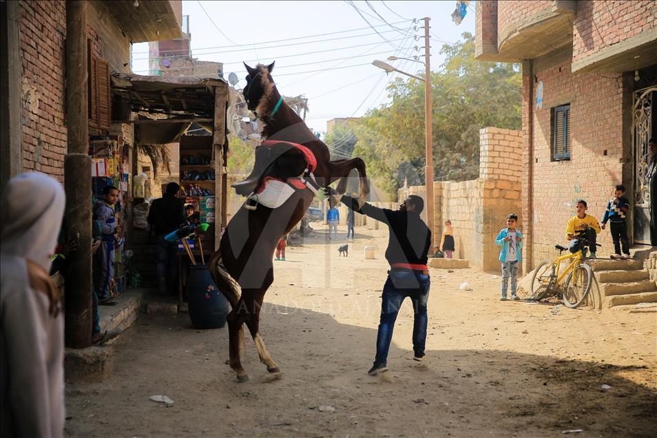 "دمو" المصرية.. قرية "الألف مدرب" للخيول 
