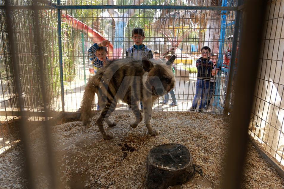Gazze Şeridi'ndeki hayvanat bahçesi kapanmanın eşiğinde