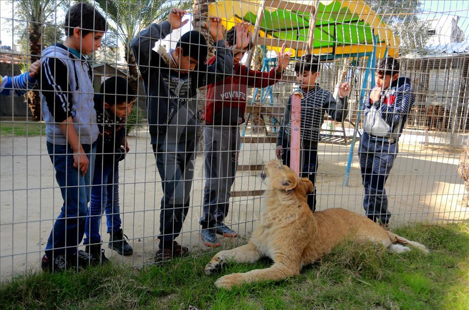 Gazze Şeridi'ndeki hayvanat bahçesi kapanmanın eşiğinde