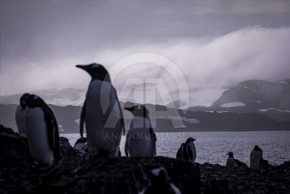 La vida de los pingüinos en la Antártida