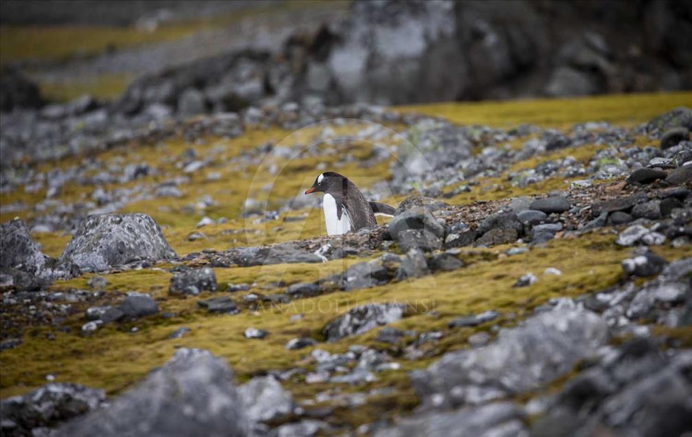 La vida de los pingüinos en la Antártida