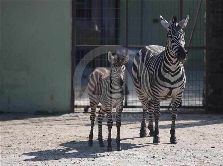 Animales recién nacidos en el zoológico de Bursa