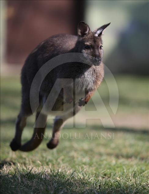 Animales recién nacidos en el zoológico de Bursa