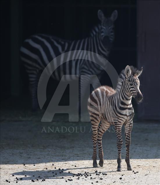New born animals at Bursa Zoo