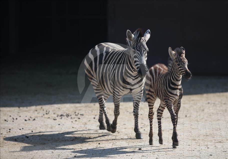 Animales recién nacidos en el zoológico de Bursa