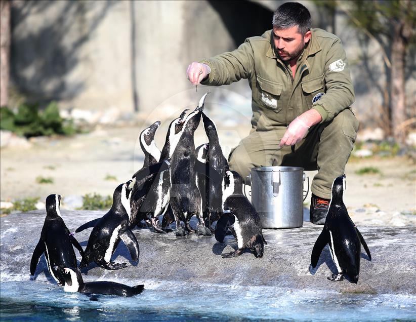 Penguins at Bursa Zoo