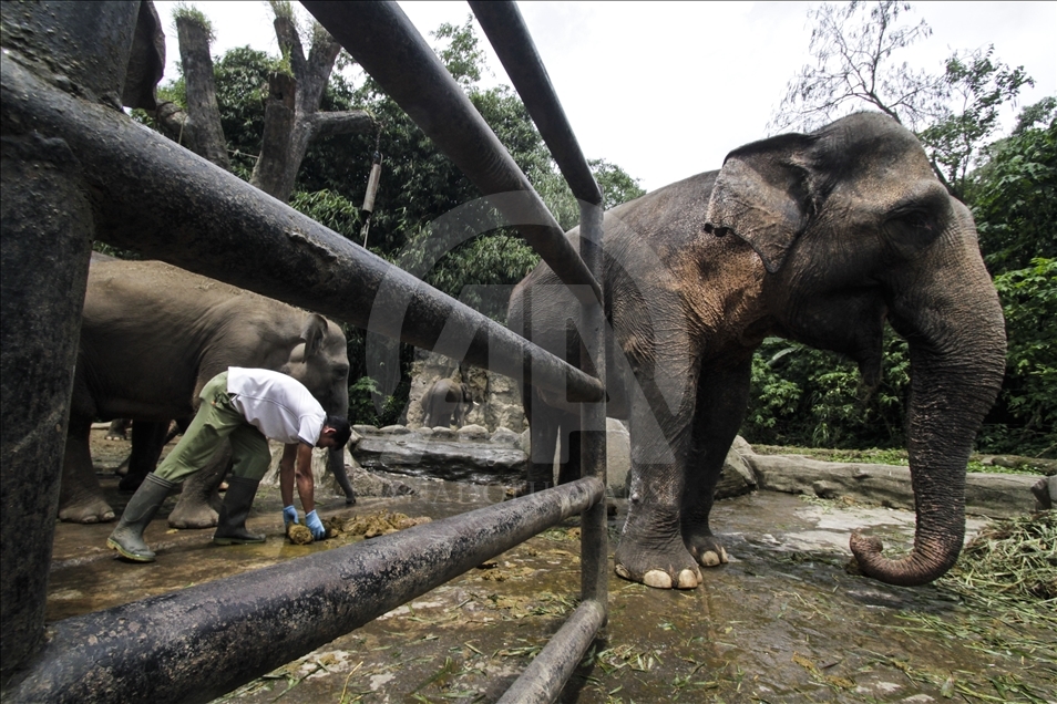 Kertas daur ulang dari kotoran gajah