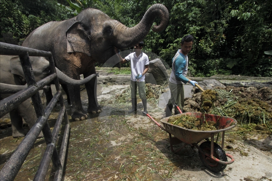 Kertas daur ulang dari kotoran gajah