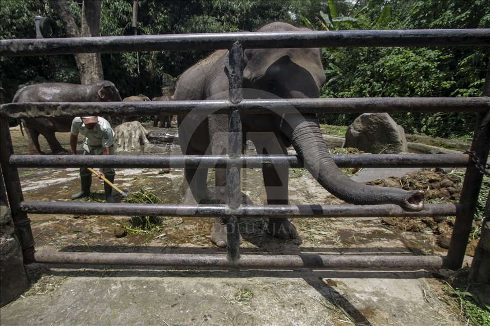 Kertas daur ulang dari kotoran gajah