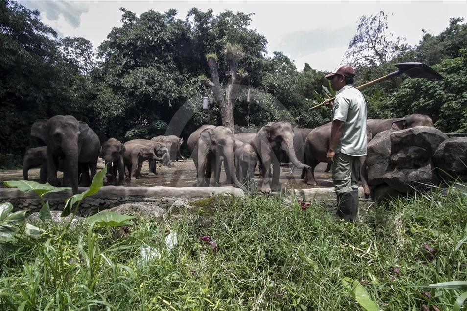 Kertas daur ulang dari kotoran gajah
