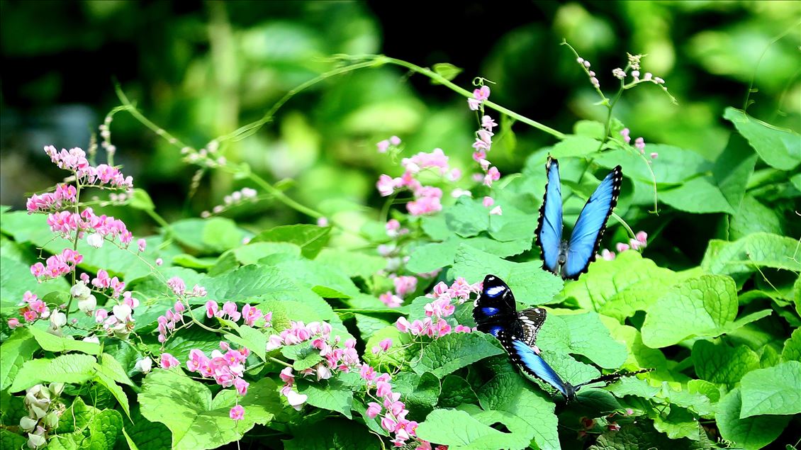 Tropical garden's colorful guests