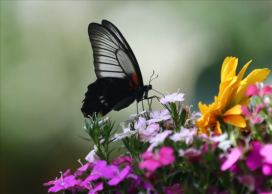 Tropical garden's colorful guests