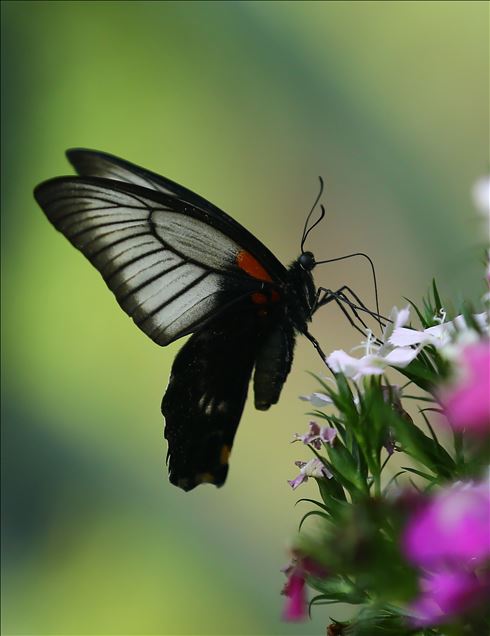 Tropical garden's colorful guests