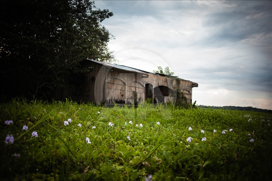 THE AMAZON LIFE THAT FEW KNOW