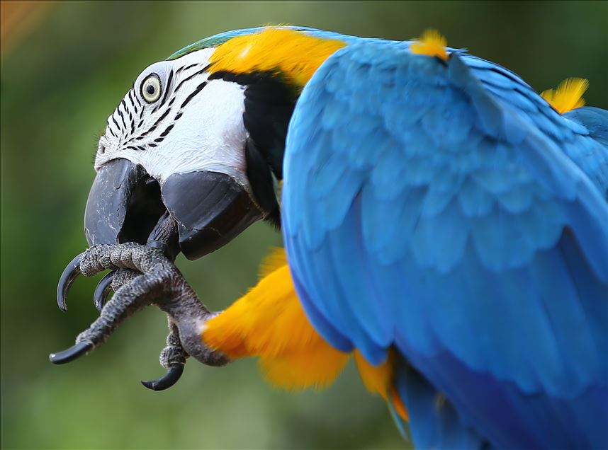 Tropical garden's colorful guests