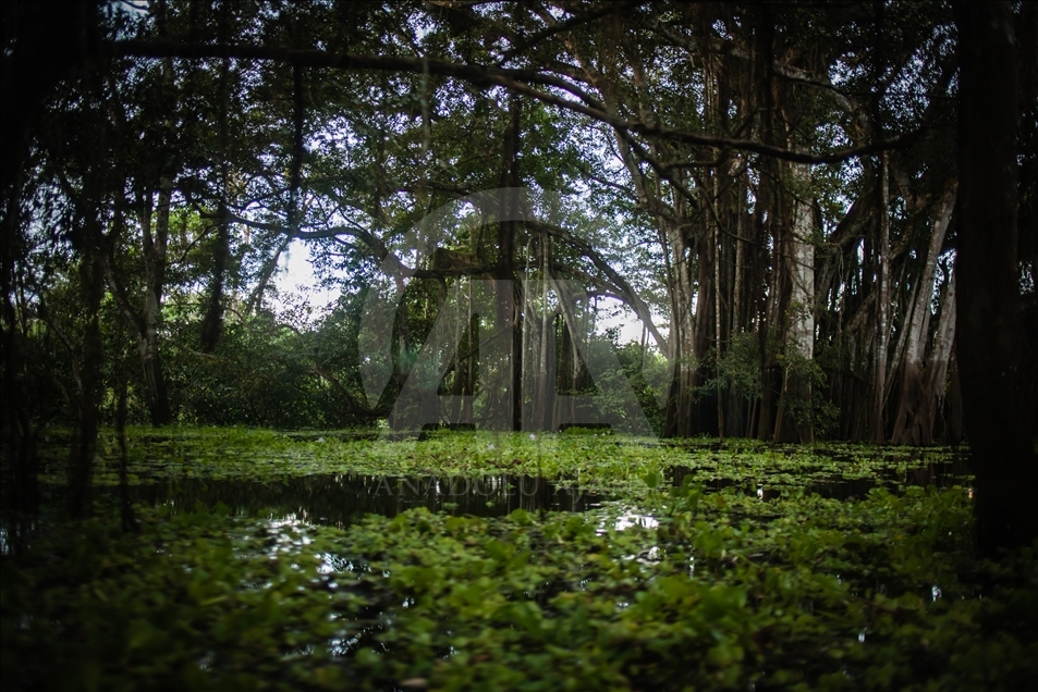 THE AMAZON LIFE THAT FEW KNOW