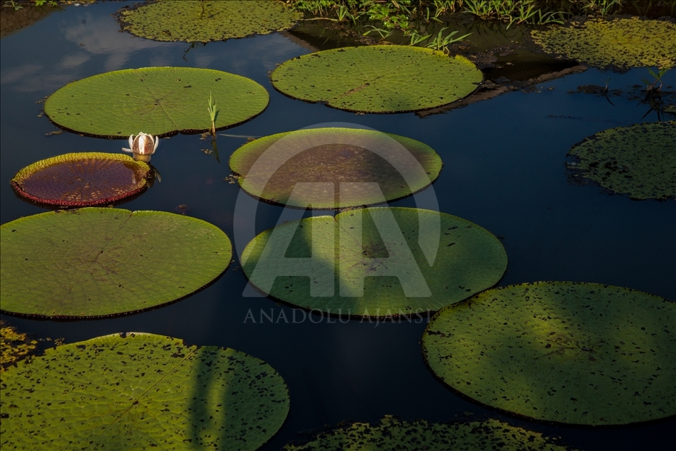 THE AMAZON LIFE THAT FEW KNOW