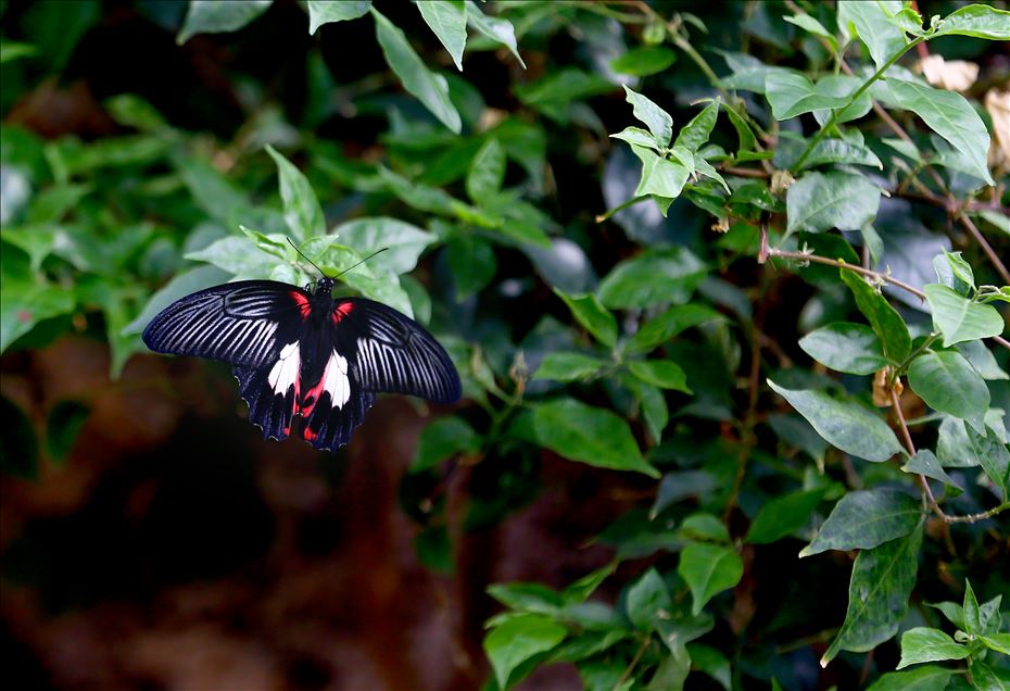 Tropical garden's colorful guests