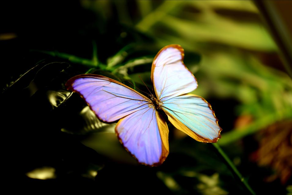 Tropical garden's colorful guests