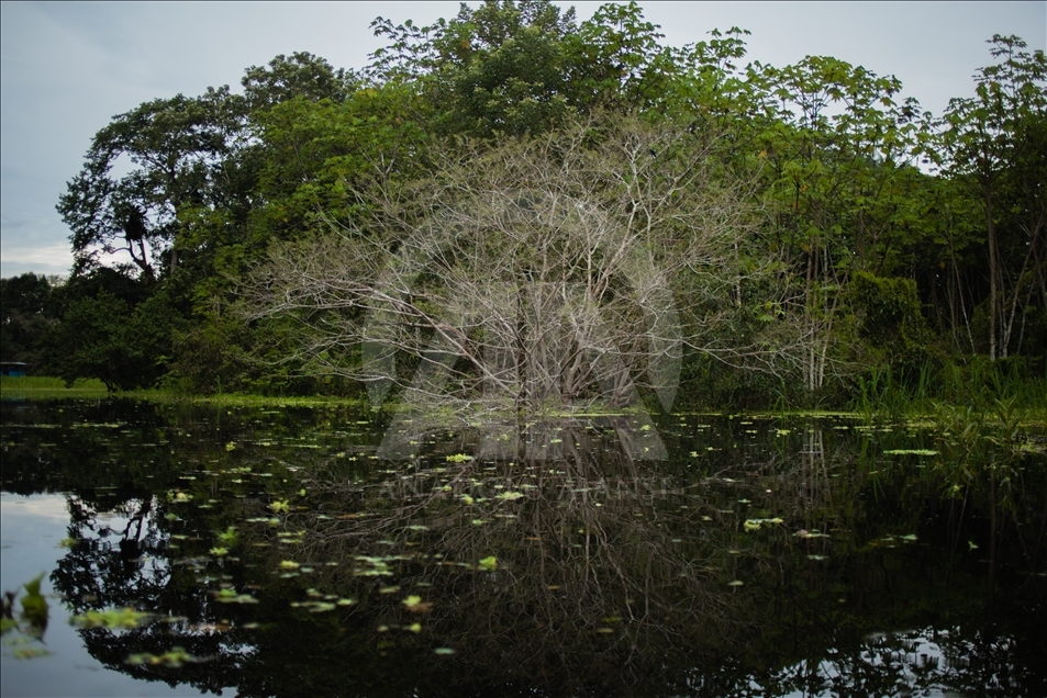 THE AMAZON LIFE THAT FEW KNOW