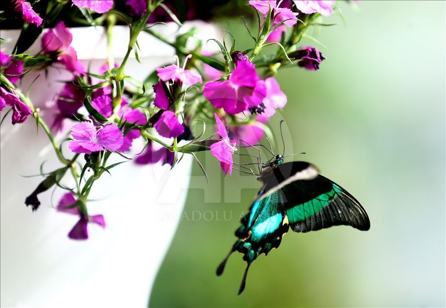 Tropical garden's colorful guests