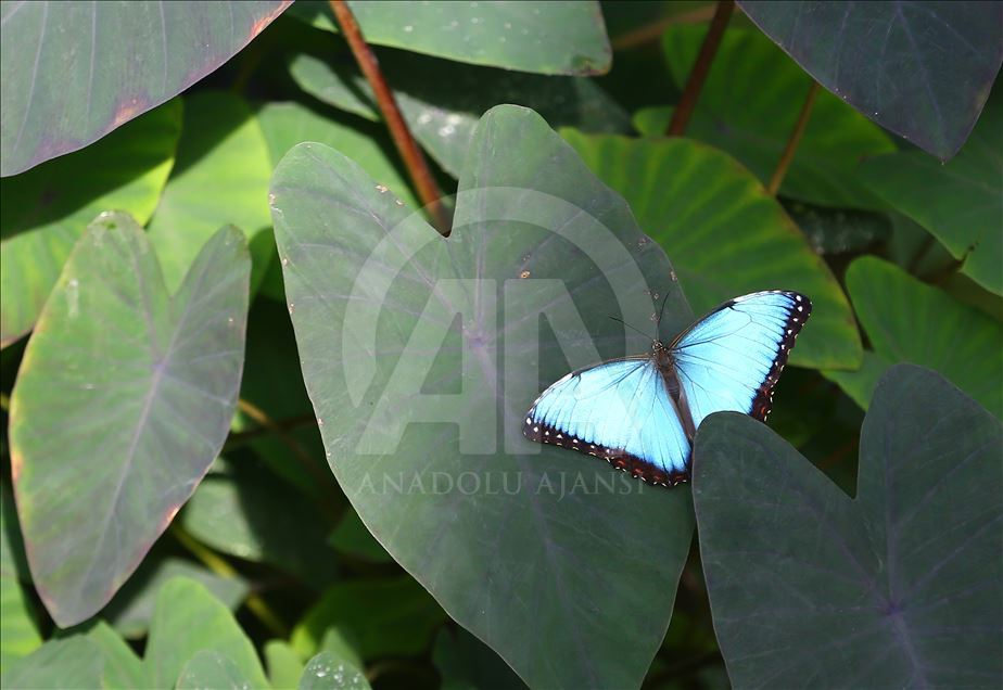 Tropical garden's colorful guests