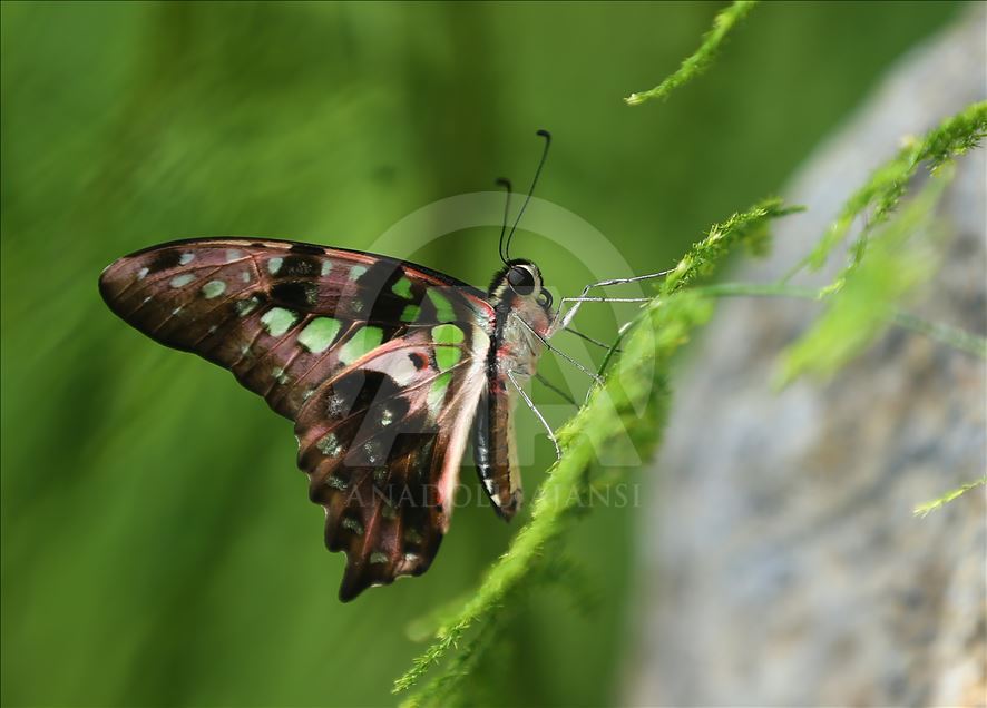 Tropical garden's colorful guests