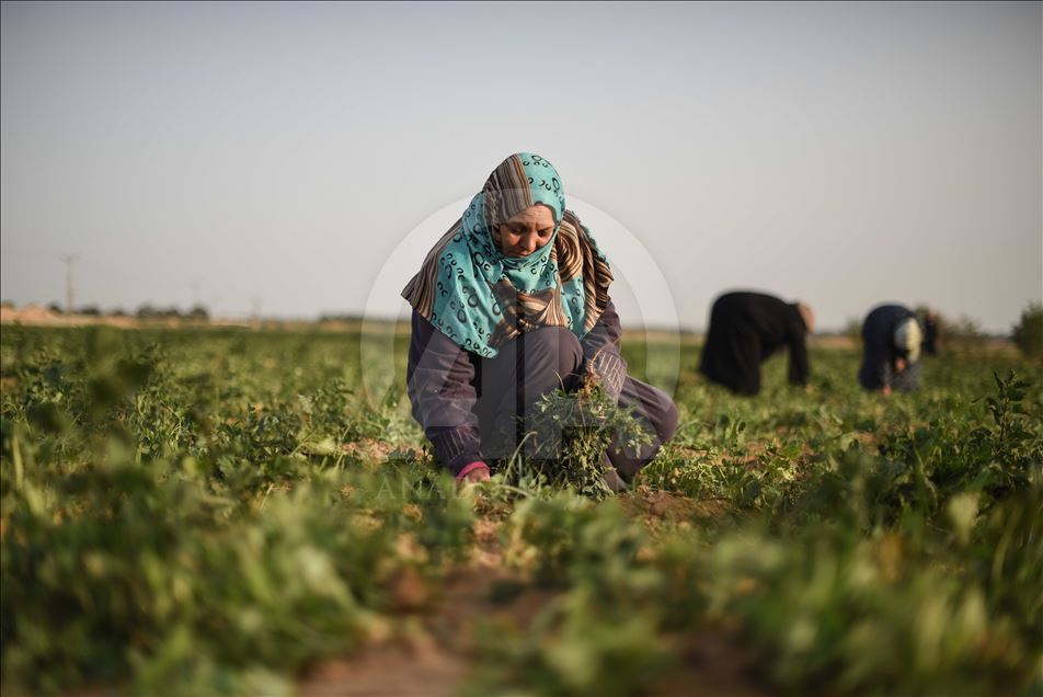 International Women's Day in Gaza