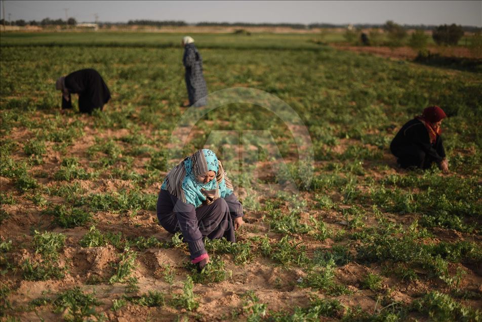 International Women's Day in Gaza