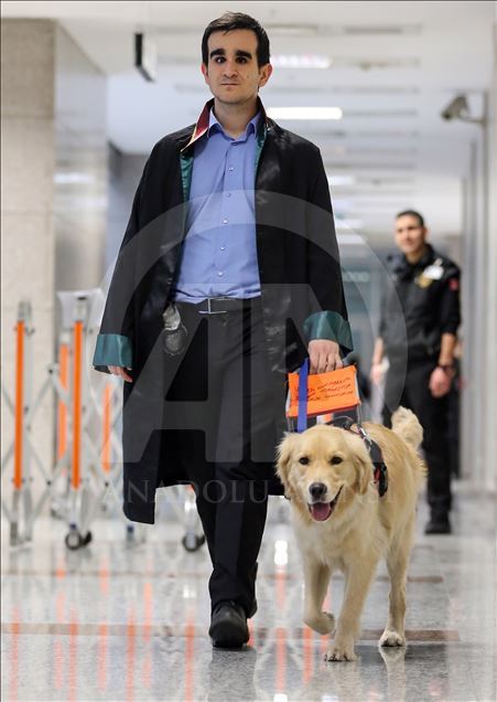 الكلب "تابس".. مرشد محام كفيف بأروقة المحاكم التركية 