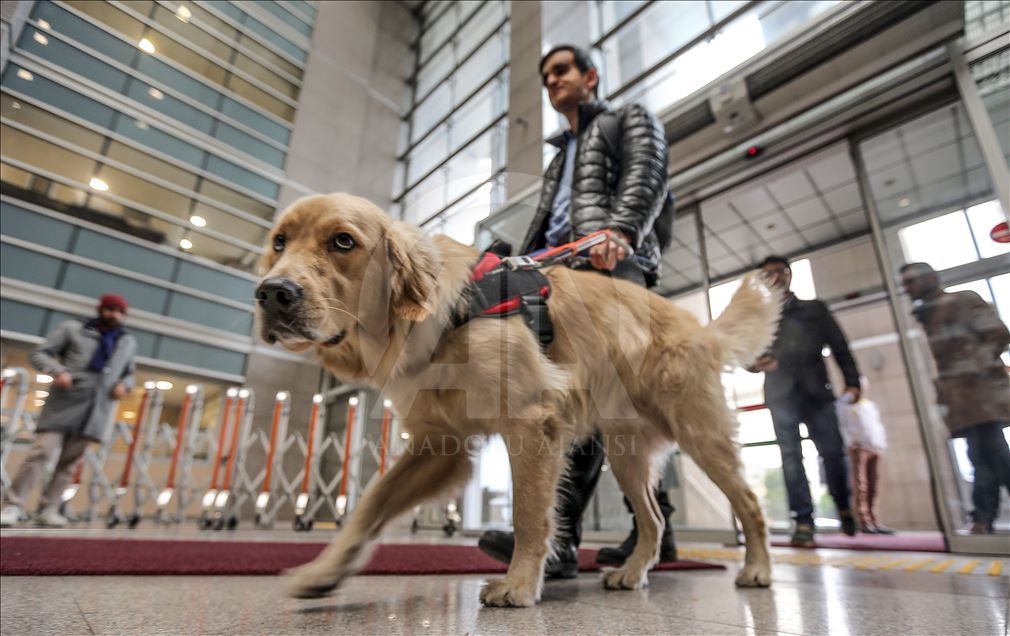 الكلب "تابس".. مرشد محام كفيف بأروقة المحاكم التركية 