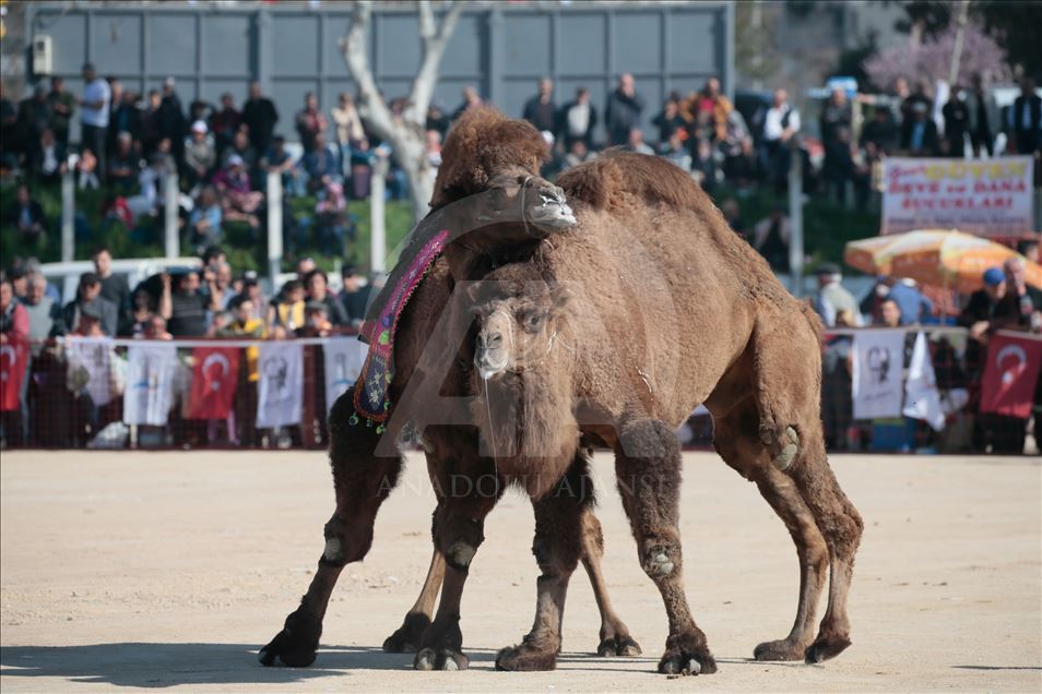 İzmir'de deve güreşi festivali