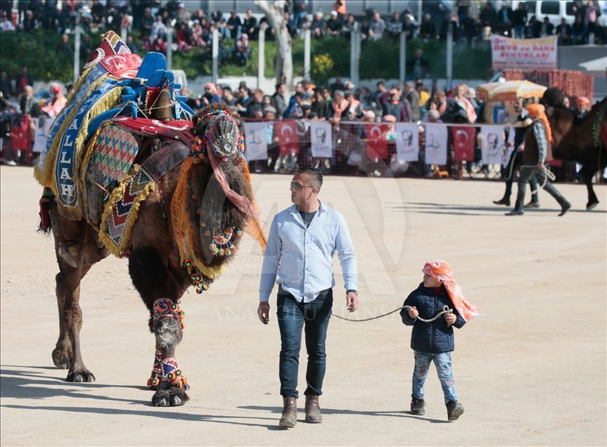 İzmir'de deve güreşi festivali