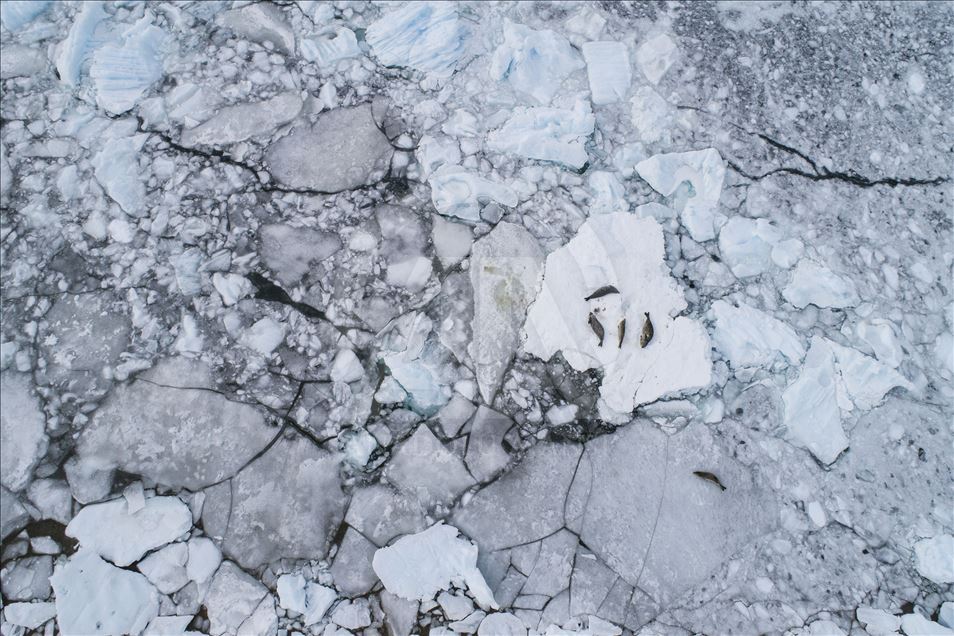 Antarctica: The White Continent