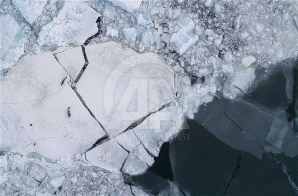 Antarctica: The White Continent