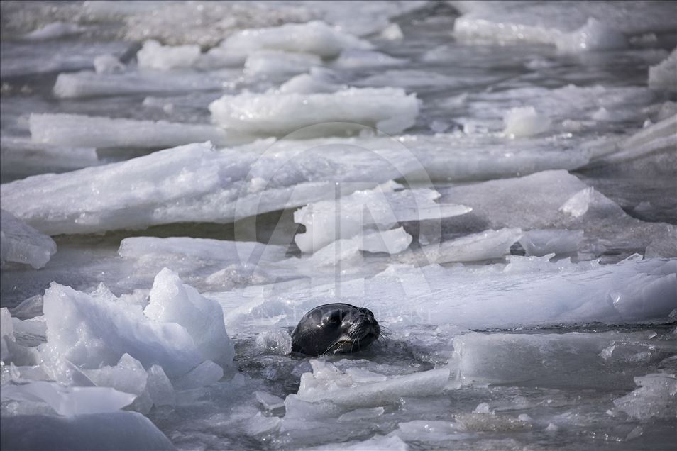 Antarctica: The White Continent