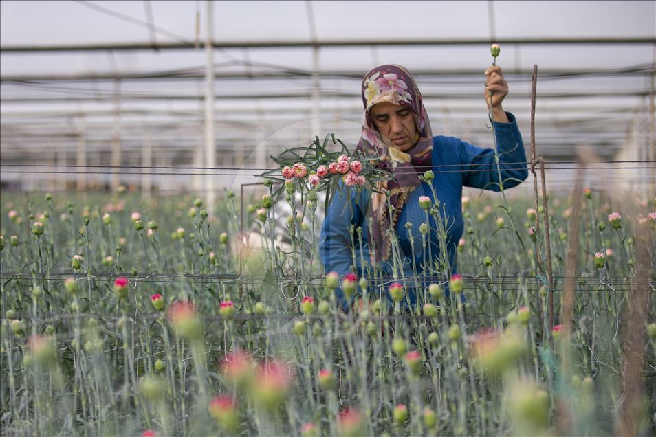 Le secteur des fleurs en Turquie se préparent pour la fête des mères au Royaume-Uni