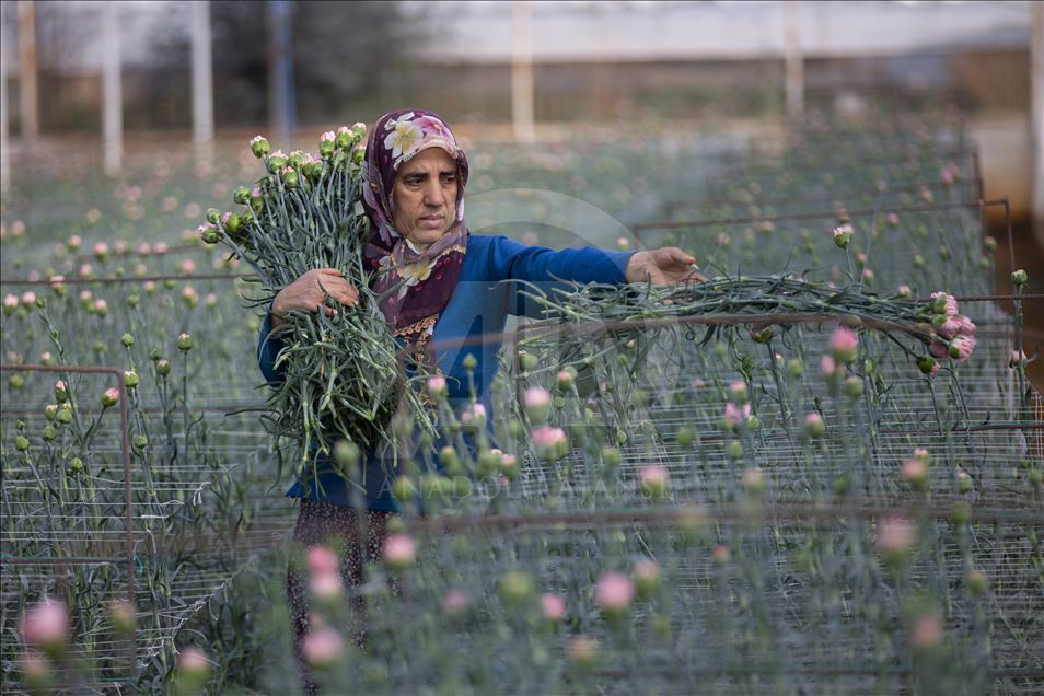 Le secteur des fleurs en Turquie se préparent pour la fête des mères au Royaume-Uni