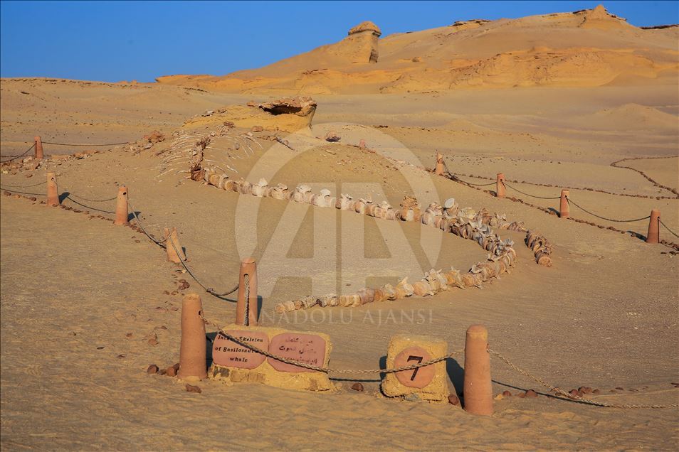 Wadi El Hitan in Egypt's Faiyum