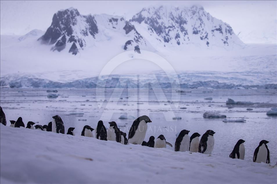 Antarctica: The White Continent
