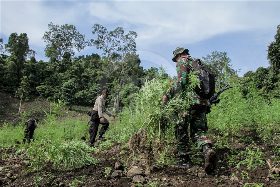 Otoritas Aceh Musnahkan 9 Hektare Ladang Ganja - Anadolu Ajansı