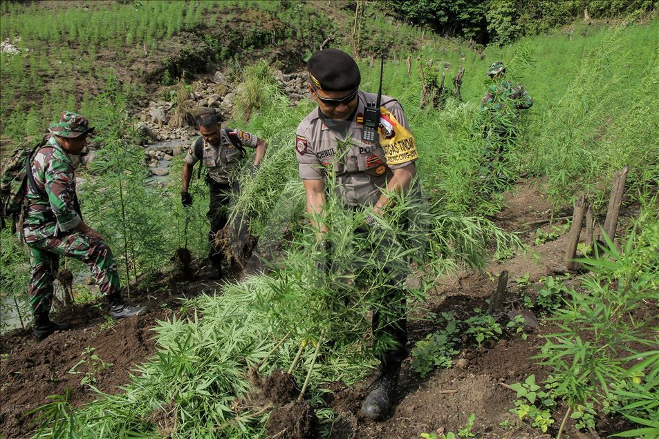 Otoritas Aceh Musnahkan 9 Hektare Ladang Ganja - Anadolu Ajansı