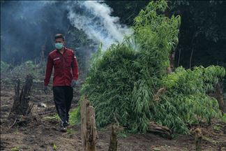 Otoritas Aceh musnahkan 9 hektare ladang ganja