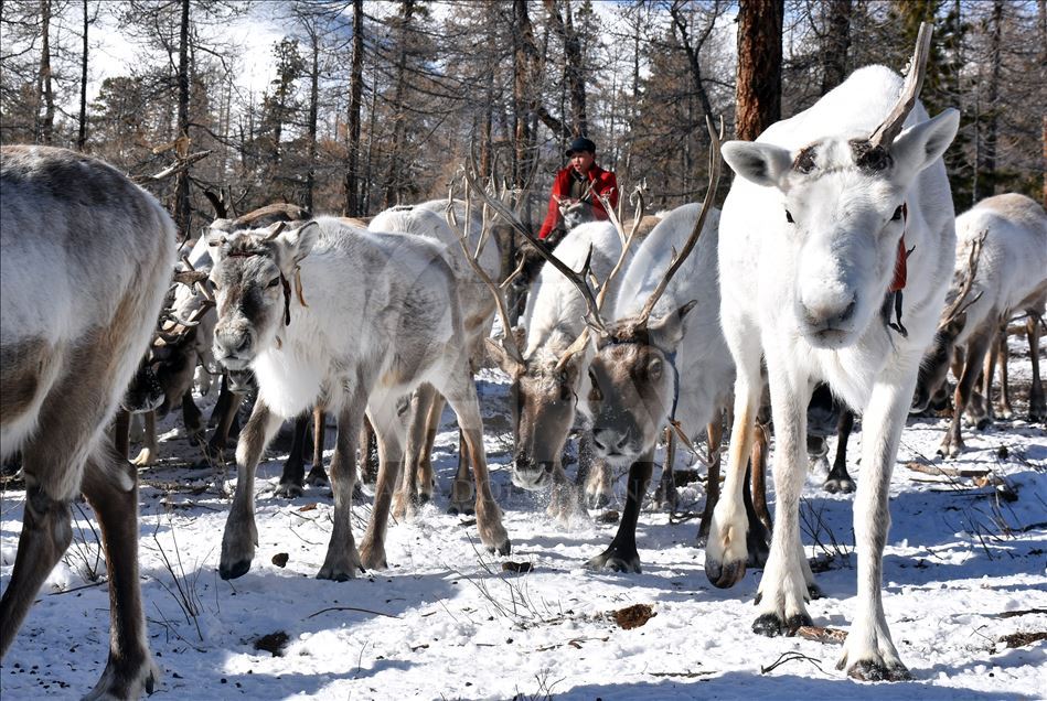 Así viven los turcos duhka en Mongolia