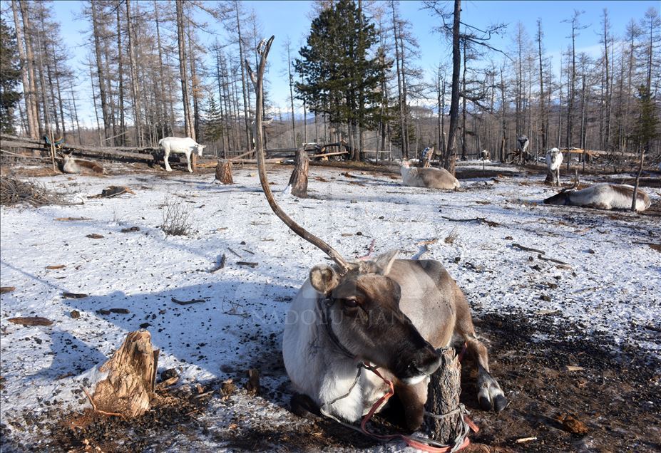 Así viven los turcos duhka en Mongolia