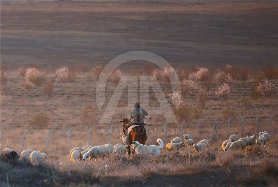 Atlı çobanların günbatımında zorlu mesaisi